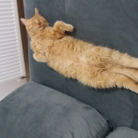Norwegian Forest, Kedi  LOKUM fotoğrafı