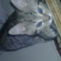 Tekir Kedi, Kedi  partos fotoğrafı