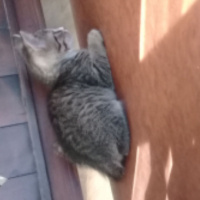 Tekir Kedi, Kedi  partos fotoğrafı