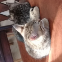 Tekir Kedi, Kedi  partos fotoğrafı