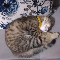 Tekir Kedi, Kedi  partos fotoğrafı