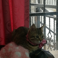 Tekir Kedi, Kedi  partos fotoğrafı