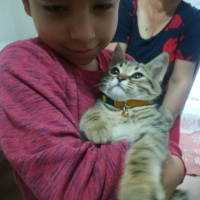 Tekir Kedi, Kedi  partos fotoğrafı