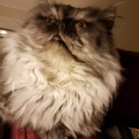 Chinchilla, Kedi  Leo mitra fotoğrafı