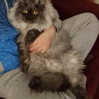 Chinchilla, Kedi  Leo mitra fotoğrafı