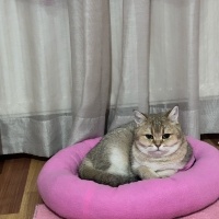 British Shorthair, Kedi  Bella fotoğrafı