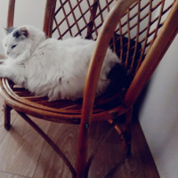 Tekir Kedi, Kedi  Müjgan fotoğrafı
