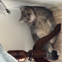 British Shorthair, Kedi  Taro fotoğrafı