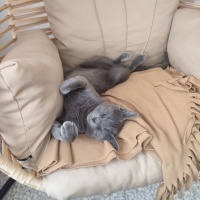 British Shorthair, Kedi  casper fotoğrafı