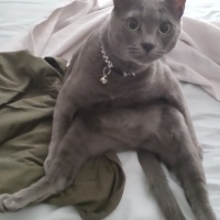 British Shorthair, Kedi  casper fotoğrafı