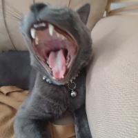 British Shorthair, Kedi  casper fotoğrafı