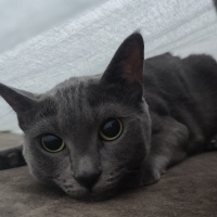 British Shorthair, Kedi  casper fotoğrafı