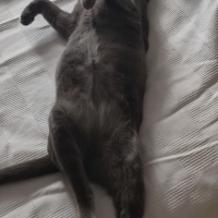 British Shorthair, Kedi  casper fotoğrafı