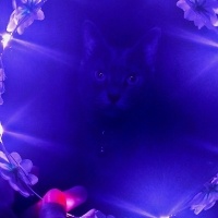 British Shorthair, Kedi  casper fotoğrafı