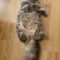 British Longhair, Kedi  miu zed fotoğrafı
