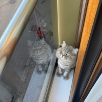 British Longhair, Kedi  miu zed fotoğrafı