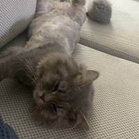 British Longhair, Kedi  miu zed fotoğrafı