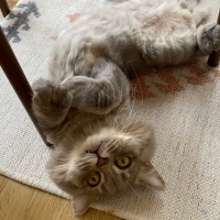 British Longhair, Kedi  miu zed fotoğrafı