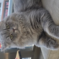 British Longhair, Kedi  miu zed fotoğrafı