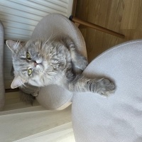 British Longhair, Kedi  miu zed fotoğrafı