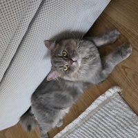 British Longhair, Kedi  miu zed fotoğrafı