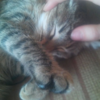 Tekir Kedi, Kedi  Dilek. fotoğrafı