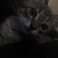 Tekir Kedi, Kedi  Dilek. fotoğrafı