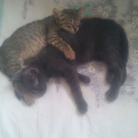 Tekir Kedi, Kedi  Dilek. fotoğrafı