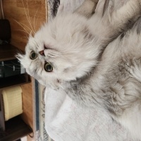 Scottish Fold, Kedi  Hayal fotoğrafı