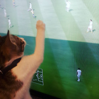 Tekir Kedi, Kedi  Zilli fotoğrafı