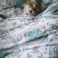 Tekir Kedi, Kedi  Zilli fotoğrafı