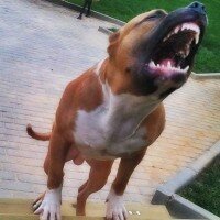 Amerikan Pitbull Terrier, Köpek  chaki fotoğrafı