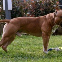 Amerikan Pitbull Terrier, Köpek  chaki fotoğrafı