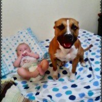 Amerikan Pitbull Terrier, Köpek  chaki fotoğrafı