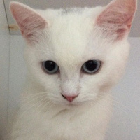 British Shorthair, Kedi  pamuk fotoğrafı