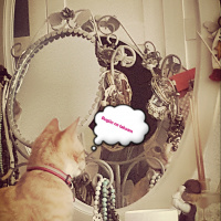 Tekir Kedi, Kedi  Asuman fotoğrafı