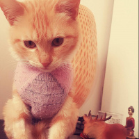 Tekir Kedi, Kedi  Asuman fotoğrafı