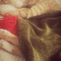 Tekir Kedi, Kedi  Asuman fotoğrafı