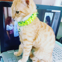 Tekir Kedi, Kedi  Asuman fotoğrafı