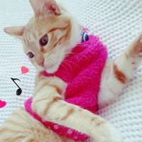 Tekir Kedi, Kedi  Asuman fotoğrafı