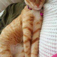 Tekir Kedi, Kedi  Asuman fotoğrafı