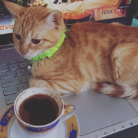 Tekir Kedi, Kedi  Asuman fotoğrafı
