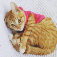 Tekir Kedi, Kedi  Asuman fotoğrafı
