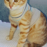 Tekir Kedi, Kedi  Asuman fotoğrafı