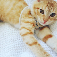 Tekir Kedi, Kedi  Asuman fotoğrafı