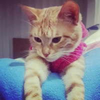 Tekir Kedi, Kedi  Asuman fotoğrafı