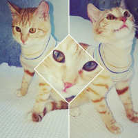 Tekir Kedi, Kedi  Asuman fotoğrafı