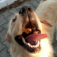 Golden Retriever, Köpek  Rakı fotoğrafı