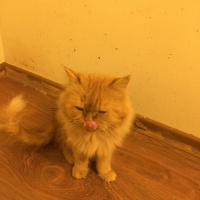 İran Kedisi (Persian), Kedi  Tarçın fotoğrafı
