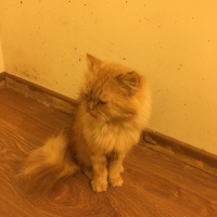 İran Kedisi (Persian), Kedi  Tarçın fotoğrafı